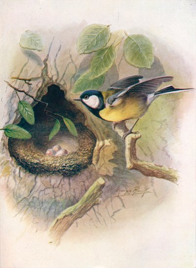 Carbonero común - Parus major, c1910 de George James Rankin
