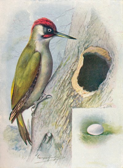 Pito real - Gecinus viridis, c1910, 1910 de George James Rankin
