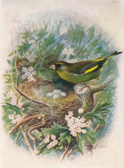 Verderón - Ligurinus chloris de George James Rankin