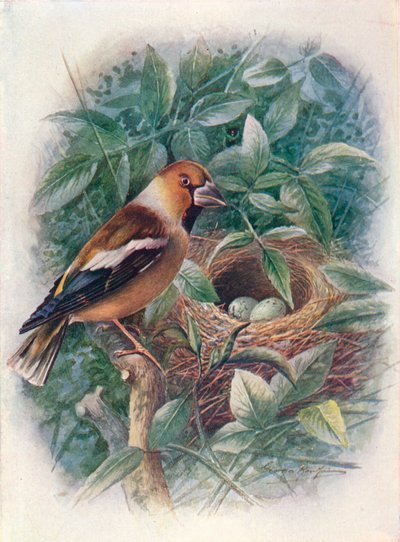 Picogordo - Coccothraustes vulgaris, c. 1910, 1910 de George James Rankin