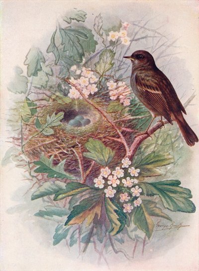 Gorrión común - Accentor modularis, c1910, 1910 de George James Rankin