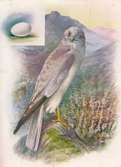Aguilucho pálido - Circus cyaneus, c1910, 1910 de George James Rankin