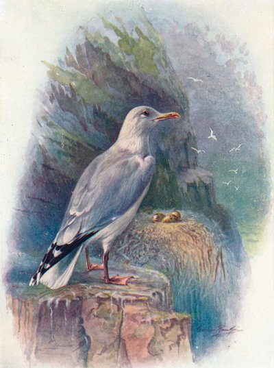 Gaviota argéntea - Larus argentatus, c1910, 1910 de George James Rankin