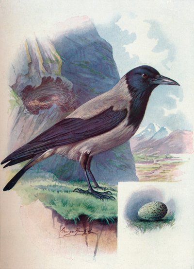 Cuervo capuchino - Corvus cornix, c1910, 1910 de George James Rankin