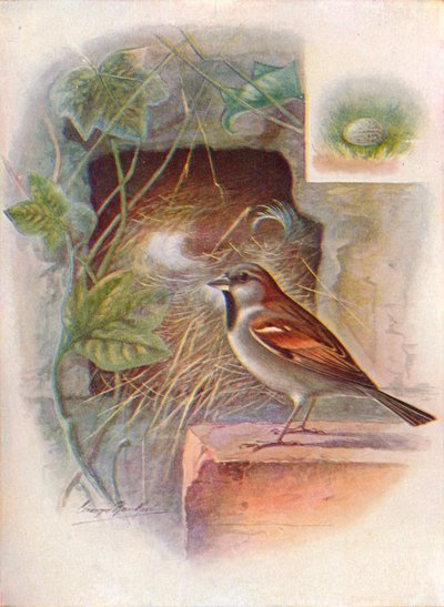 Gorrión común -- Passer domesticus, c1910, 1910 de George James Rankin
