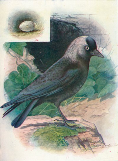 Grajilla - Corvus monedula, c. 1910, 1910 de George James Rankin