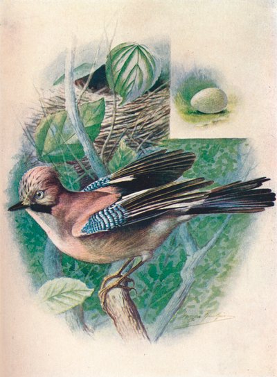 Arrendajo- Garrulus glandarius, c1910 de George James Rankin