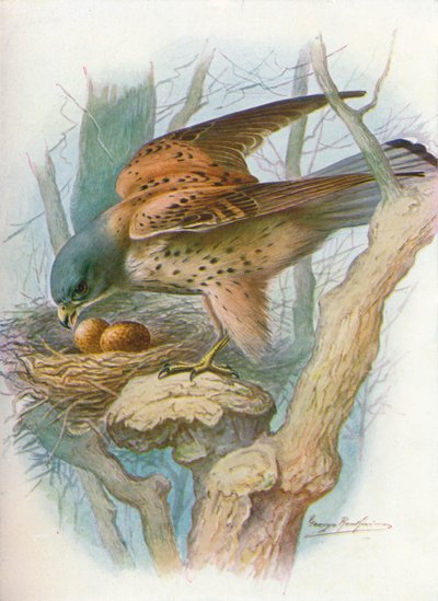 Cernícalo - falco tinnunculus, c. 1910, 1910 de George James Rankin