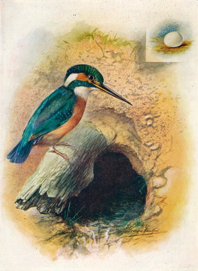 Martín pescador - Alcedo ispida de George James Rankin