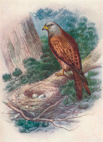 Milano - Milvus ictinus, c1910 de George James Rankin