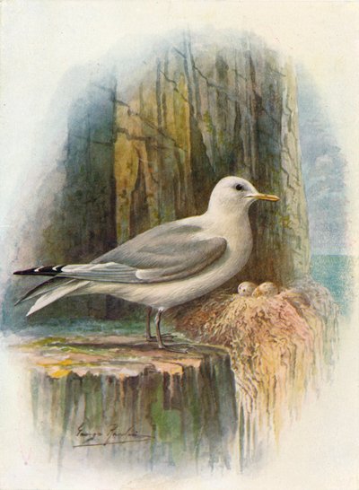 Gaviota tridáctila - Rissa tridactyla, c1910, 1910 de George James Rankin