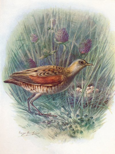 Guión o Guión de Maíz - Crex pratensis de George James Rankin