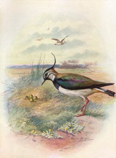 Avefría o Avefría - Vnellus vulgaris, c. 1910 de George James Rankin