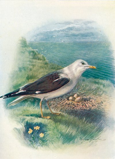 Gaviota sombría - Larus fuscus, c1910, 1910 de George James Rankin