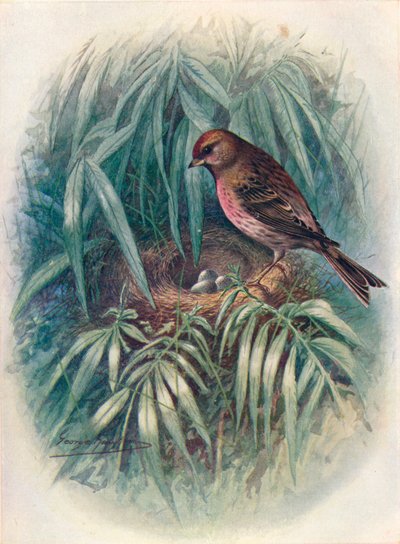 Pardillo Sizerín - Linota rufescens, c1910, 1910 de George James Rankin