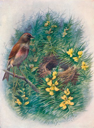 Pardillo común - Linota cannabina de George James Rankin