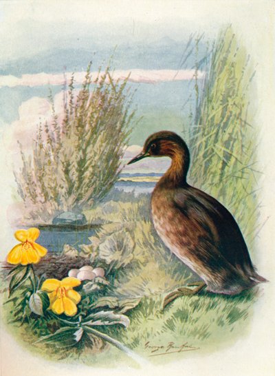 Zampullín Común - Podicipes fluviatilis, c1910 de George James Rankin