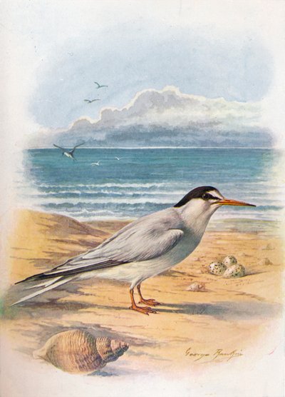 Charrancito - Sterna minuta, c. 1910, 1910 de George James Rankin