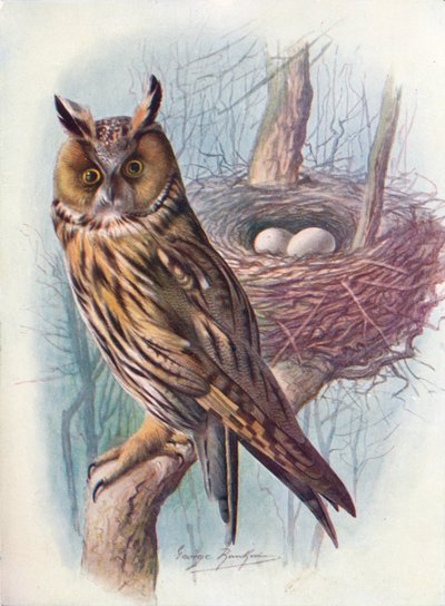 Búho de orejas largas - Asio otus, c1910, 1910 de George James Rankin