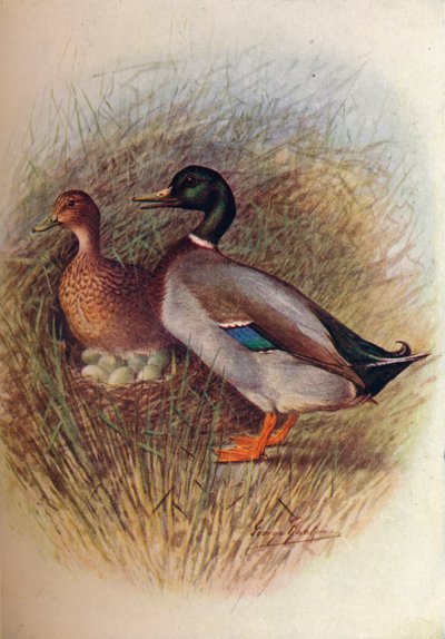 Ánade real o pato salvaje - Anas boscas, c1910 de George James Rankin