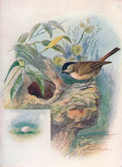 Carbonero Común - Parus palustris, c1910 de George James Rankin
