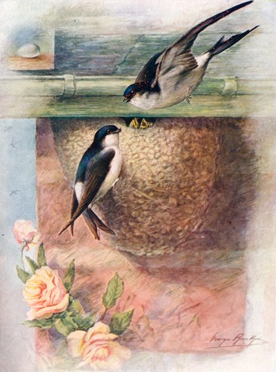 Martin - chelidon urbica, c1910 de George James Rankin