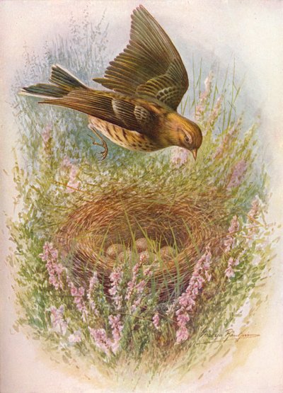 Bisbita pratense - Anthus pratensis, c1910, 1910 de George James Rankin