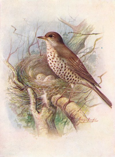 Zorzal real - Turdus viscivorus, c1910 de George James Rankin
