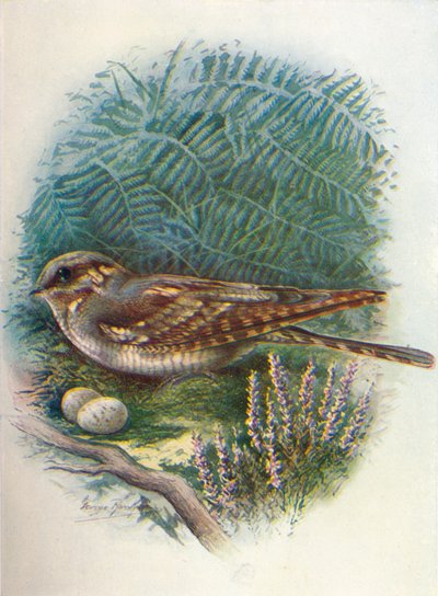 Chotacabras europeo - Caprimulgus europaeus de George James Rankin
