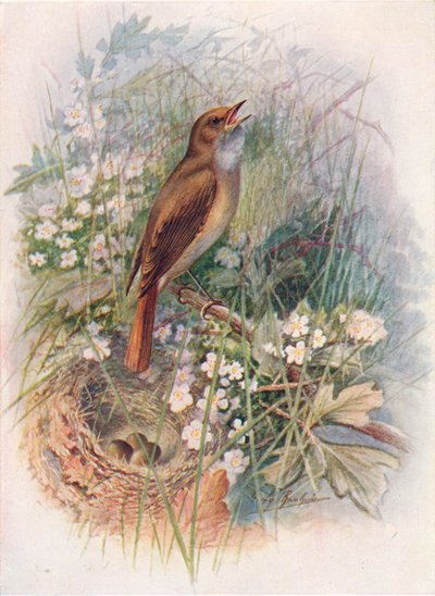 Ruiseñor - Daulias luscinia, c1910, 1910 de George James Rankin
