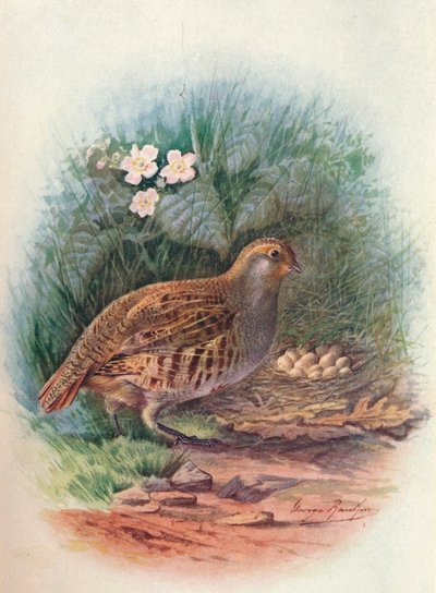 Perdiz - Perdix cinerea, c1910 de George James Rankin