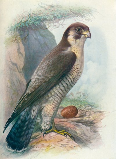 Halcón Peregrino - Falco peregrinus, c1910 de George James Rankin