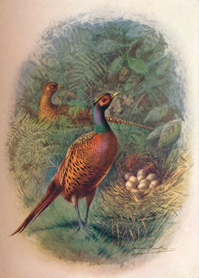 Faisán - Phasianus colchicus, c1910 de George James Rankin