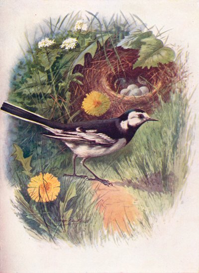 Lavandera blanca - Motacilla lugubris, c1910 de George James Rankin