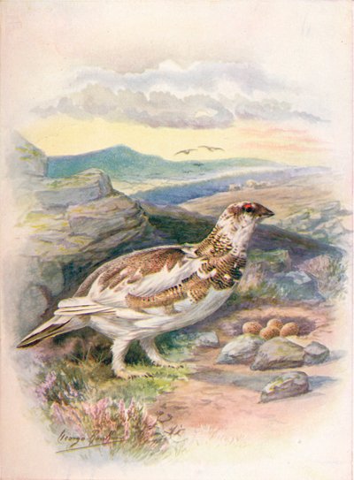 Perdiz nival - Lagopus mutus, c1910 de George James Rankin