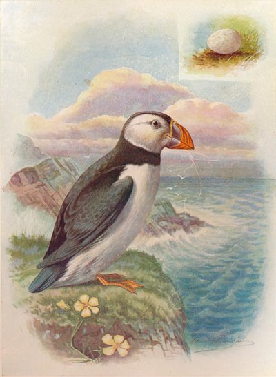 Frailecillo - Fratercula arctica, c1910 de George James Rankin