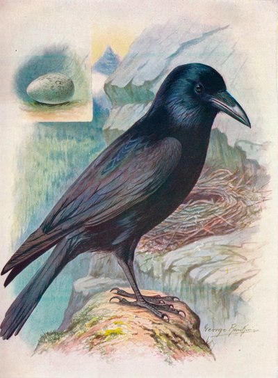 Cuervo - Corvus corax, c1910, 1910 de George James Rankin
