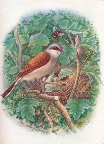 Alcaudón dorsirrojo - Lanius collurio, c. 1910, 1910 de George James Rankin