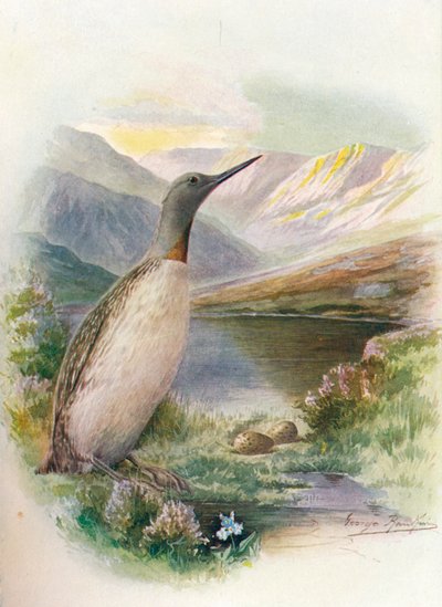 Colimbo Ártico - Colymbus septentrionalis de George James Rankin