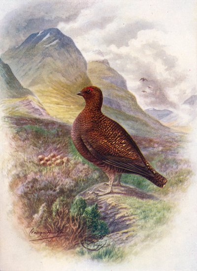 Perdiz Roja - Lagopus scoticus, c1910 de George James Rankin