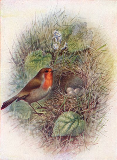Petirrojo - Erithacus rubecula de George James Rankin