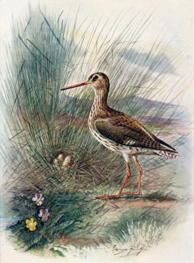 Archibebe común - Totanus calidris, c. 1910 de George James Rankin