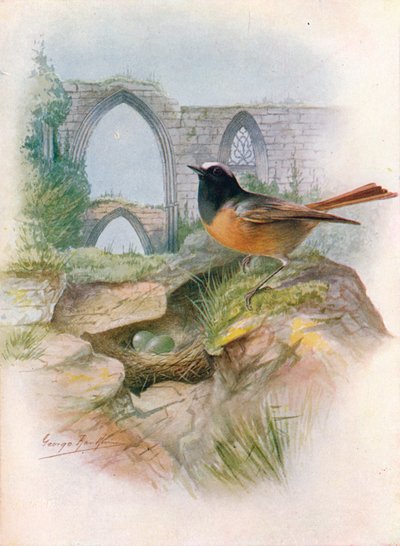 Colirrojo real - Ruticilla phoenicurus, c1910 de George James Rankin