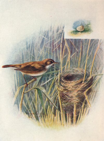 Carricero común - Acrocephalus streperus, c1910 de George James Rankin