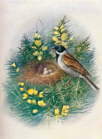 Escribano palustre - Embriza schoeniclus de George James Rankin