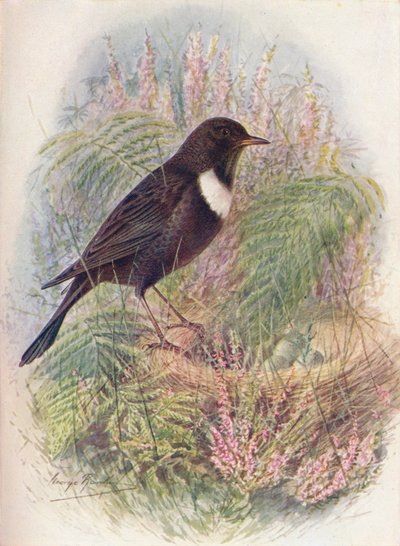 Mirlo acuático - Turdus torquatus, c. 1910 de George James Rankin