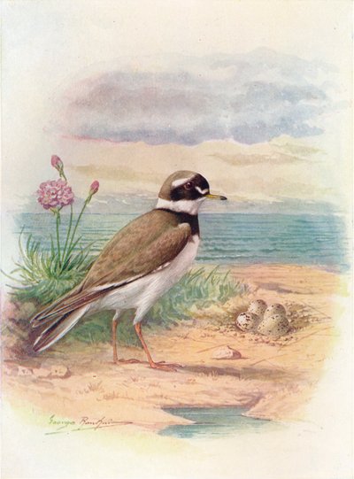Chorlitejo grande - Aegialitis hiaticola, c. 1910 de George James Rankin