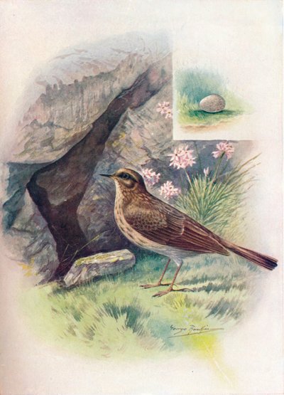 Bisbita costero - Anthus obscurus, c1910, 1910 de George James Rankin