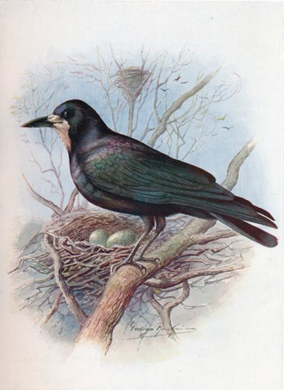 Grajo - Corvus frugilegus, c1910, 1910 de George James Rankin