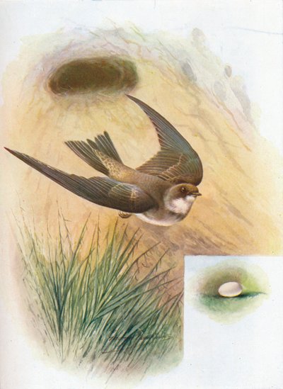 Abejaruco - Cotile riparia, c1910, 1910 de George James Rankin